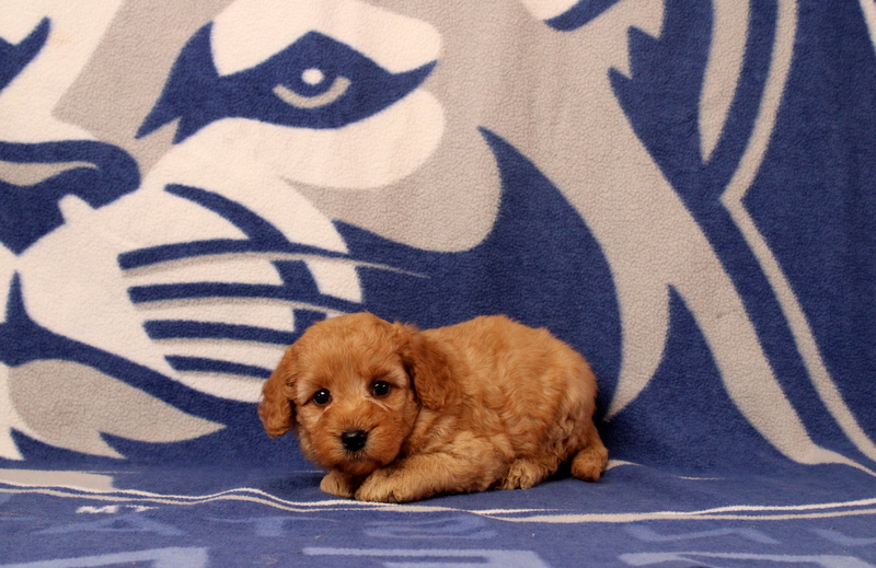 puppy, for, sale, Mini  Goldendoodle, Matthew B. Stoltzfus, dog, breeder, Gap, PA, dog-breeder, puppy-for-sale, forsale, nearby, find, puppyfind, locator, puppylocator, aca